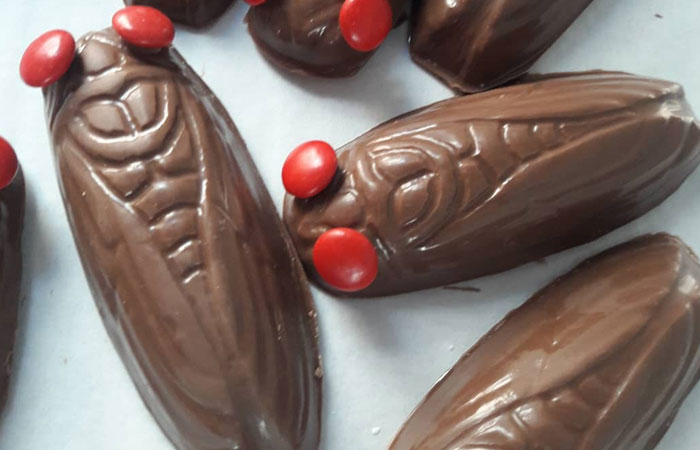 Cicada Sweets & Wine